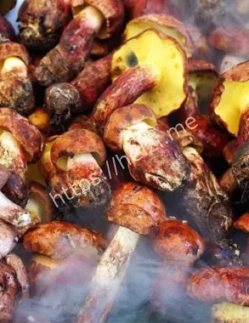 网红菌菇开除毒籍